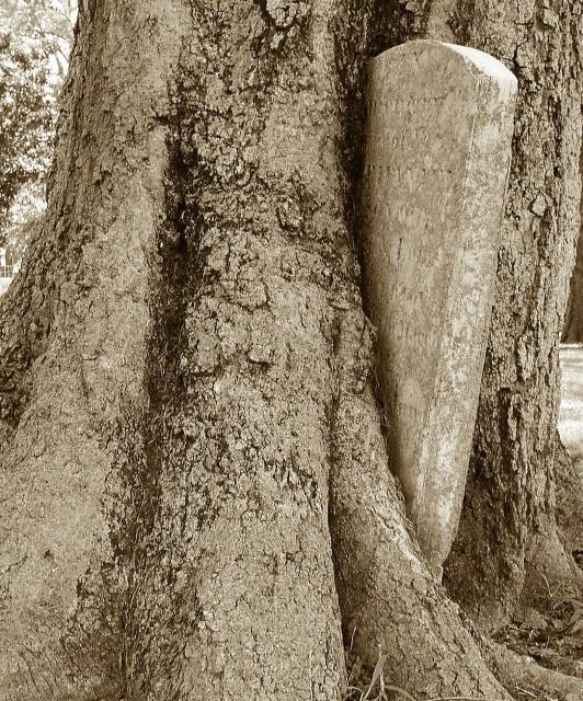 Stone in Tree
