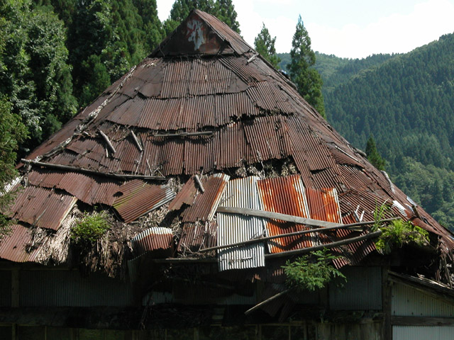 grasses on the roof