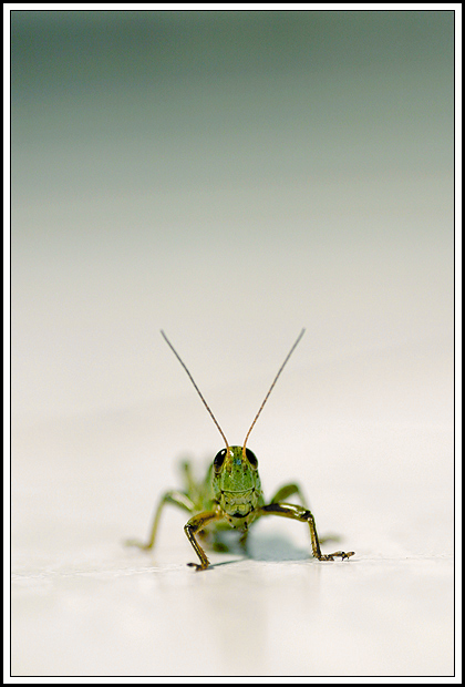 Hopper