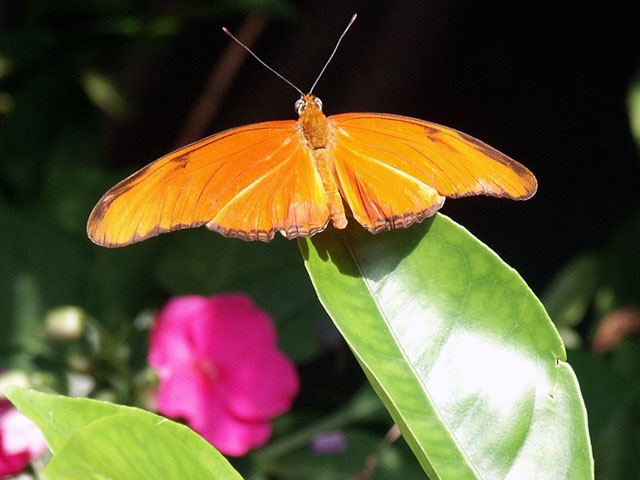 Butterfly