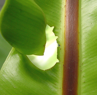 Hole In One (Leaf)