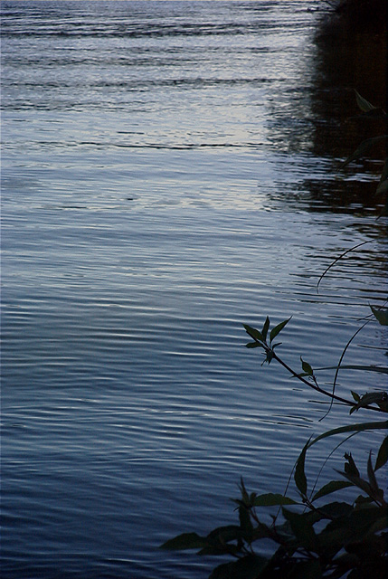 Lakeside Foliage at Dusk