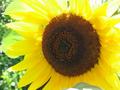 Summer flower