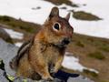 chipmunk on the mountain