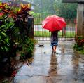 under the rain