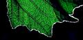 Summer leaf