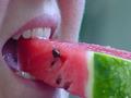 Melon Season