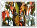 Spring - New Gum Leaves in Australia