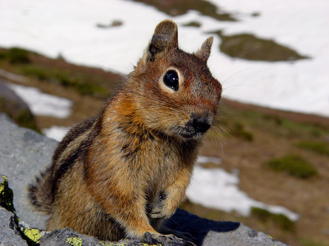 chipmunk on the mountain