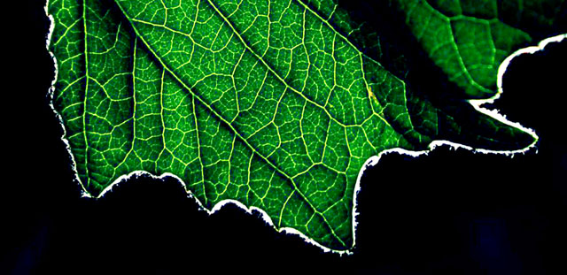Summer leaf