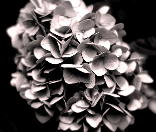 Hydrangea in Bloom (Seasonal Shots: Summer)