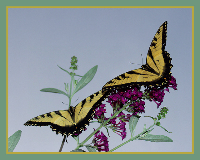 Monarchs In Summer