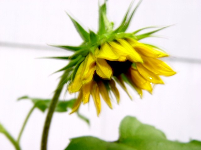 Dwarf Sunflower