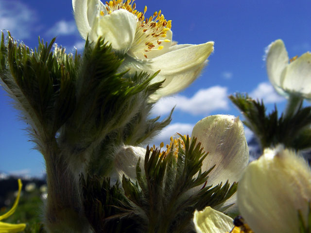 Summer WIld Flowers on Mt. Rainier