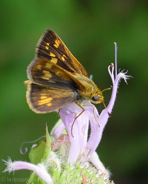 My summer job ~ collecting nectar