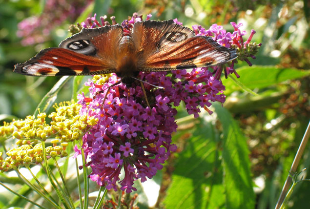 Basking in the Late Summer Sun