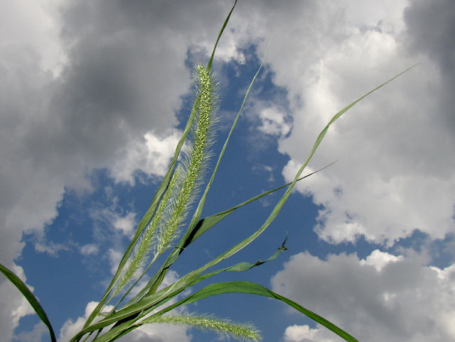 Summer Wheat