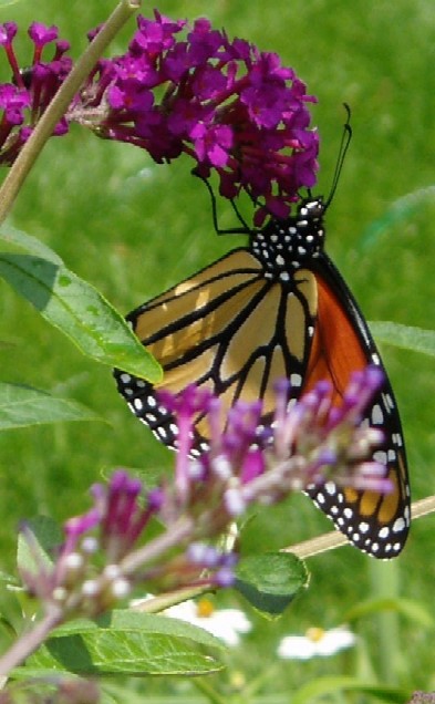 Summer - luring butterflies