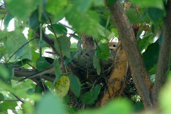 Summer Dove