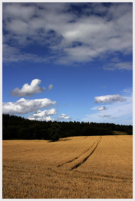 Summer Field