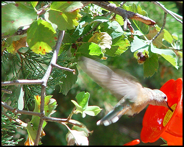 Summer Hummingbird