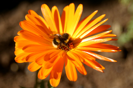 The flower and the bee