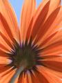 Orange Symphony