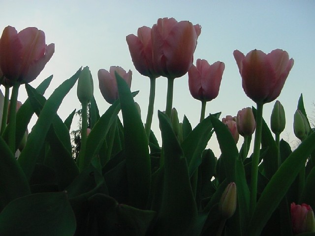 Garden of Tulips