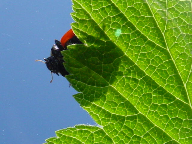 Looking up at a bug looking down.