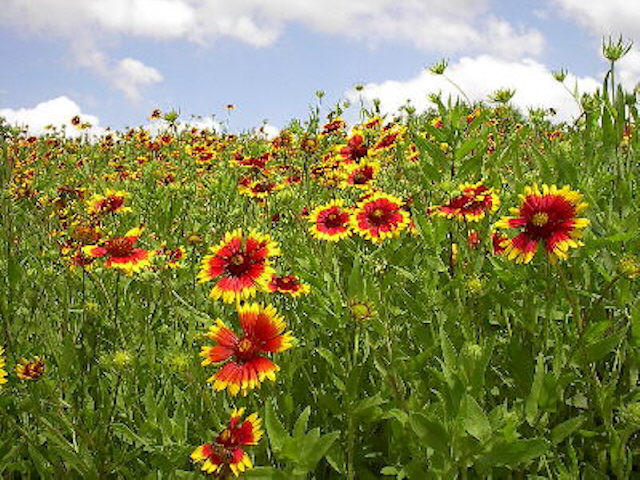 Texas Indian Blankets