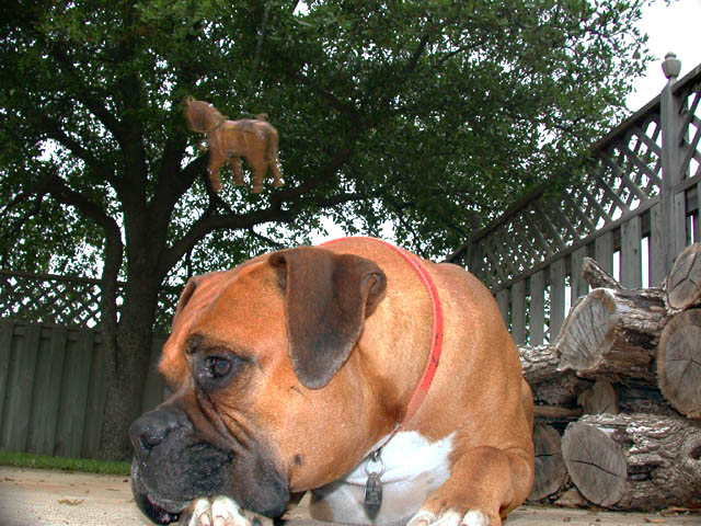 From the groundup horse they make dog food.