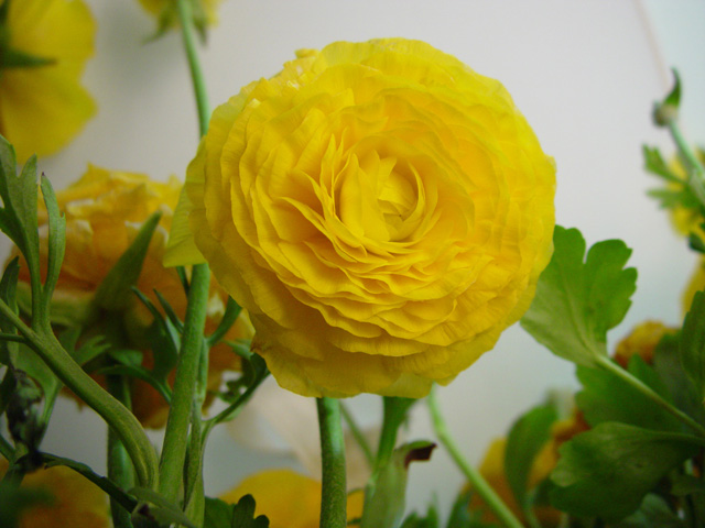 Looking up at Yellow flowers