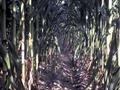 Winding Rows of Corn