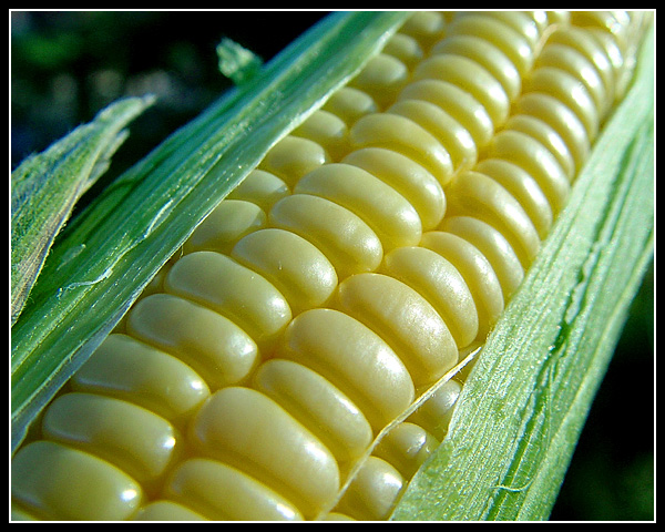 A Maize of Corn