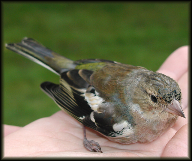 This bird slamed into our window