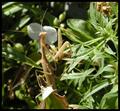 Mantis1
