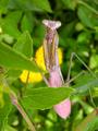 Chinese Mantis