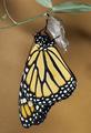 Monarch butterfly emerging from its chrysalis