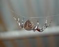 itty bitty spider