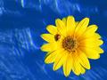 Life Raft