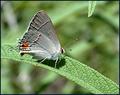 Gray Hairstreak (Stryman melinus)