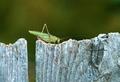 On The Fence