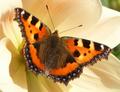 Small Tortoiseshell - Aglais Urticae