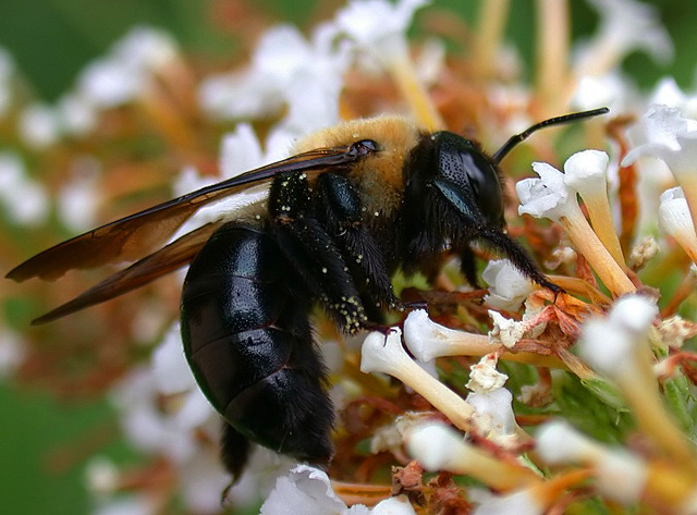 Xylocopa virginica