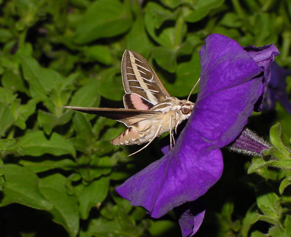 Moth to Flower