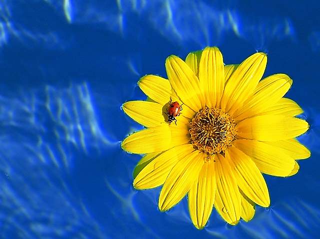 Life Raft