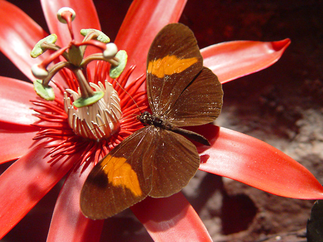 Rainforest butterfly