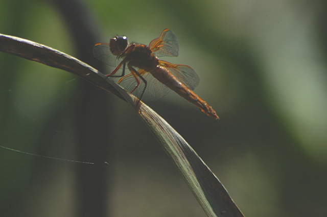 Resting in the Shade