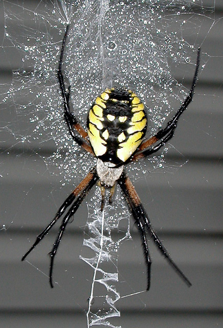 Golden Garden Spider