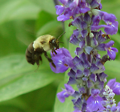 Lavender Lover